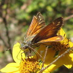 Hesperia woodgatei