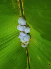 Ectophylla alba