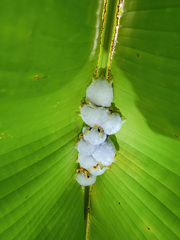 Ectophylla alba