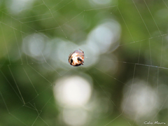 Hypognatha