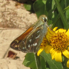 Hesperia woodgatei