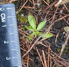 Sabatia kennedyana