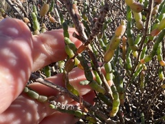 Salicornia