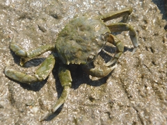 Cyrtograpsus angulatus
