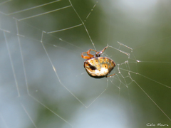 Hypognatha