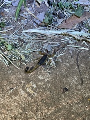Uroplectes fischeri
