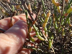 Salicornia