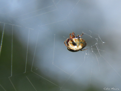 Hypognatha