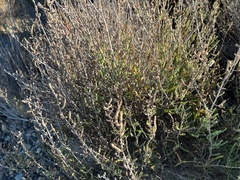 Salicornia