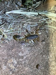 Uroplectes fischeri