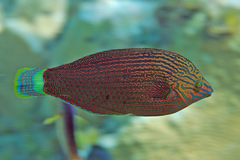 Halichoeres marginatus