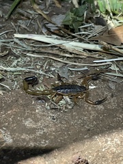 Uroplectes fischeri