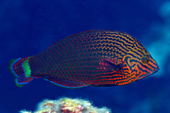 Halichoeres marginatus