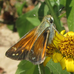 Hesperia woodgatei