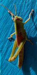 Cyrtacanthacridini