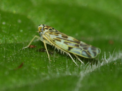 Eupteryx florida