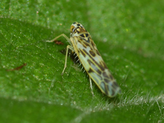 Eupteryx florida