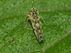 Eupteryx florida