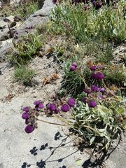 Calceolaria arachnoidea