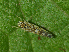 Eupteryx florida
