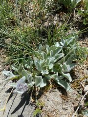 Calceolaria arachnoidea