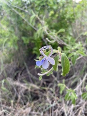 Rotheca myricoides