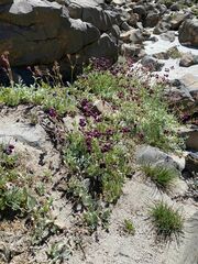 Calceolaria arachnoidea