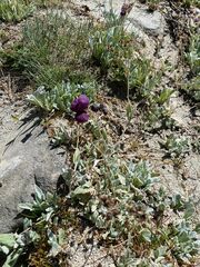 Calceolaria arachnoidea