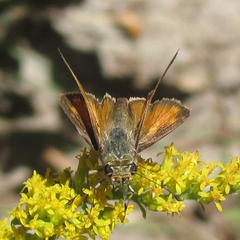 Hesperia woodgatei
