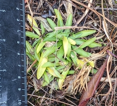 Sabatia kennedyana