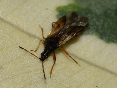Anthocoris nemorum