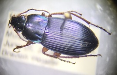Poecilus lucublandus