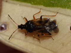Anthocoris nemorum
