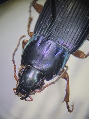 Poecilus lucublandus