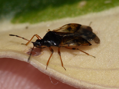 Anthocoris nemorum