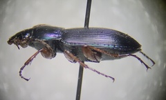 Poecilus lucublandus