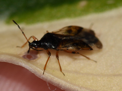 Anthocoris nemorum