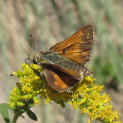 Hesperia woodgatei