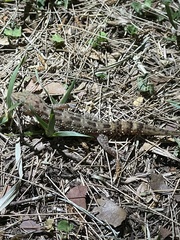 Hemidactylus angulatus