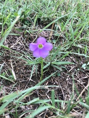 Oxalis violacea