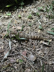 Hemidactylus angulatus