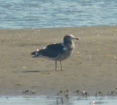 Larus atlanticus