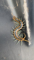 Scolopendra viridis