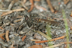Dysmachus trigonus