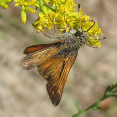 Hesperia woodgatei