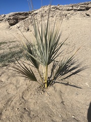 Hyphaene thebaica