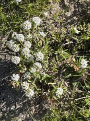 Lobularia