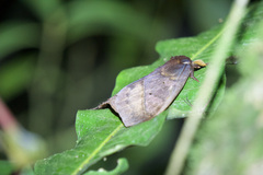 Automeris postalbida