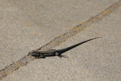 Gallotia caesaris
