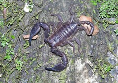 Opisthacanthus elatus